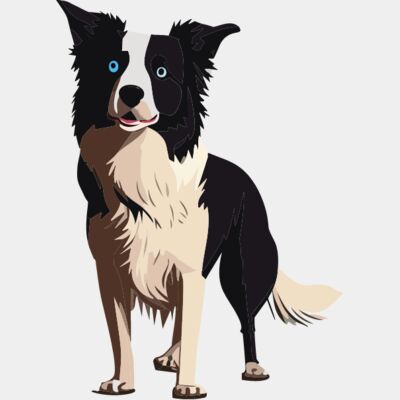 Border collie Standing Thumbnail